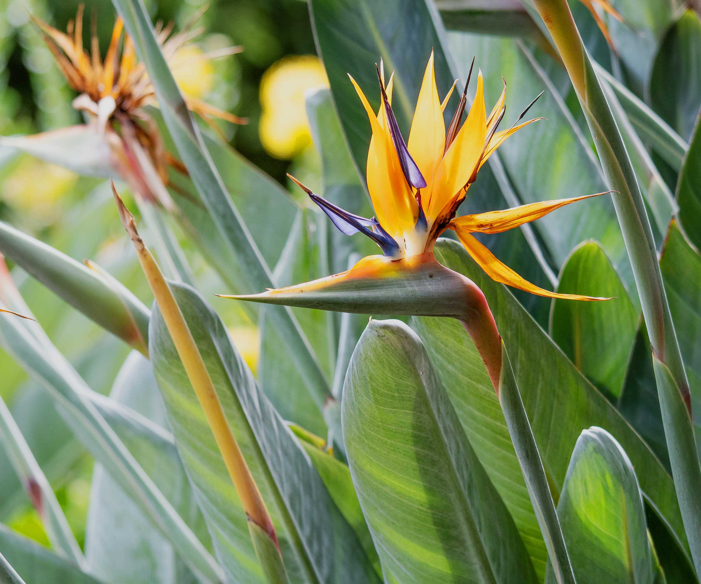 bird of paradise plants