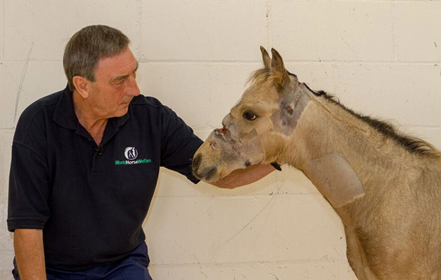 Star with World Horse Welfare Field Officer Nick White Aug 2013