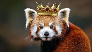 A red panda wearing a crown generated by Adobe Firefly