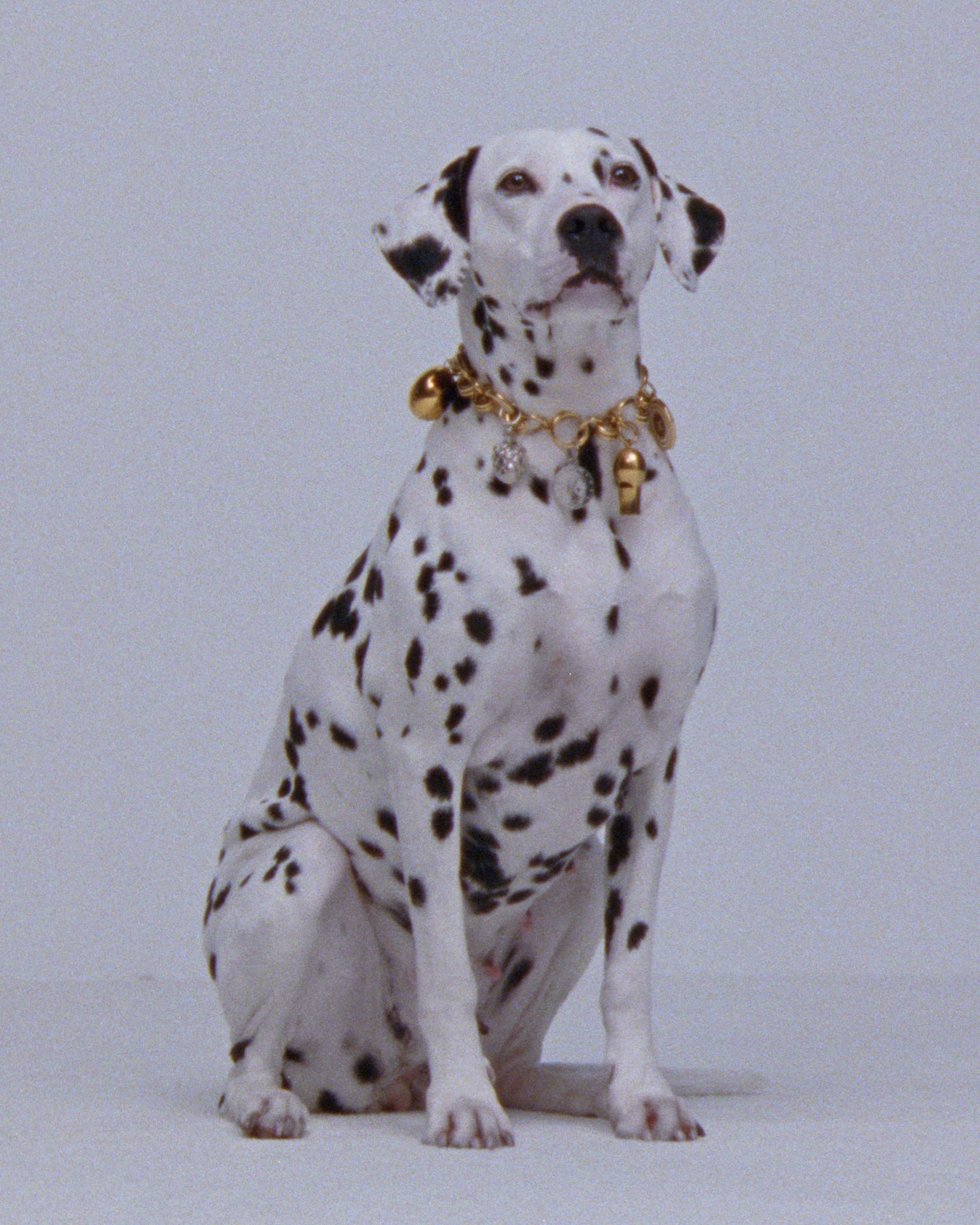 Celine charms on a necklace around a dog's neck.