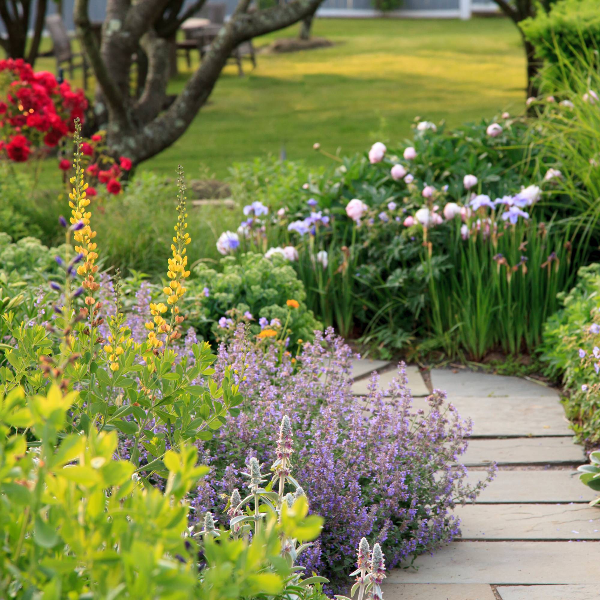 Easiest perennials to grow in garden with walkway