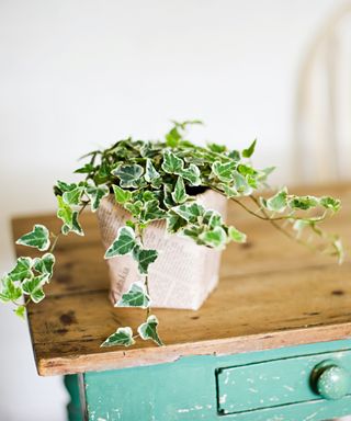 Ivy plant on a teal table