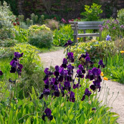 Richly coloured perennial Iris beside a garden path in late spring sunshine