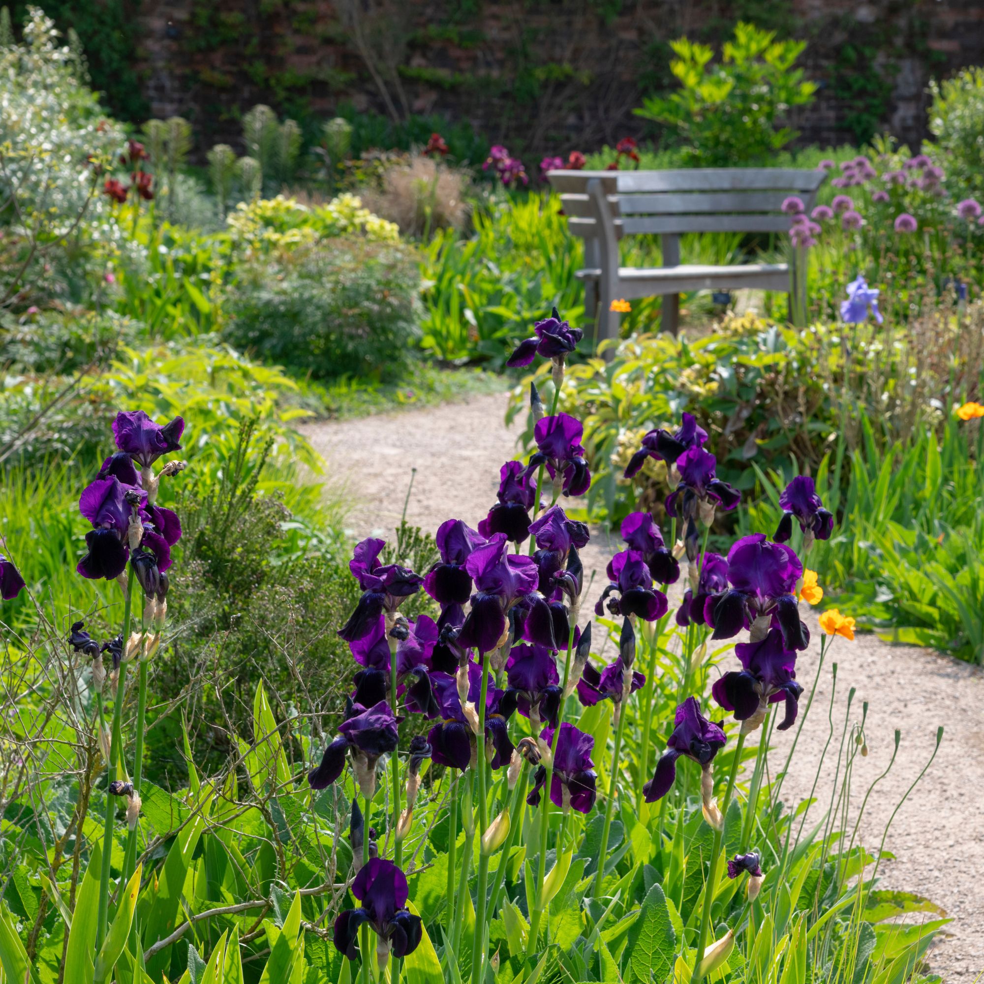 Richly coloured perennial Iris beside a garden path in late spring sunshine