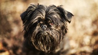 Brussels griffon head shot