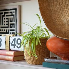 Spider plant in woven pot on shelf beside perpetual calendar sitting on stack of books