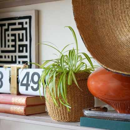 Spider plant in woven pot on shelf beside perpetual calendar sitting on stack of books