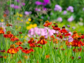 orange Helenium (Sneezeweed) flowers