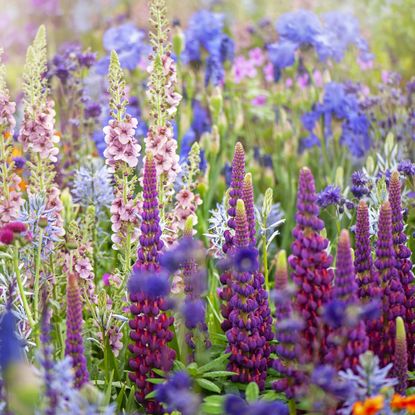 Vibrant cottage garden flowers in the hazy summer sunshine