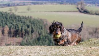 Wirehaired Dachshund