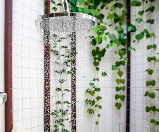 Ivy growing in a shower behind a showerhead
