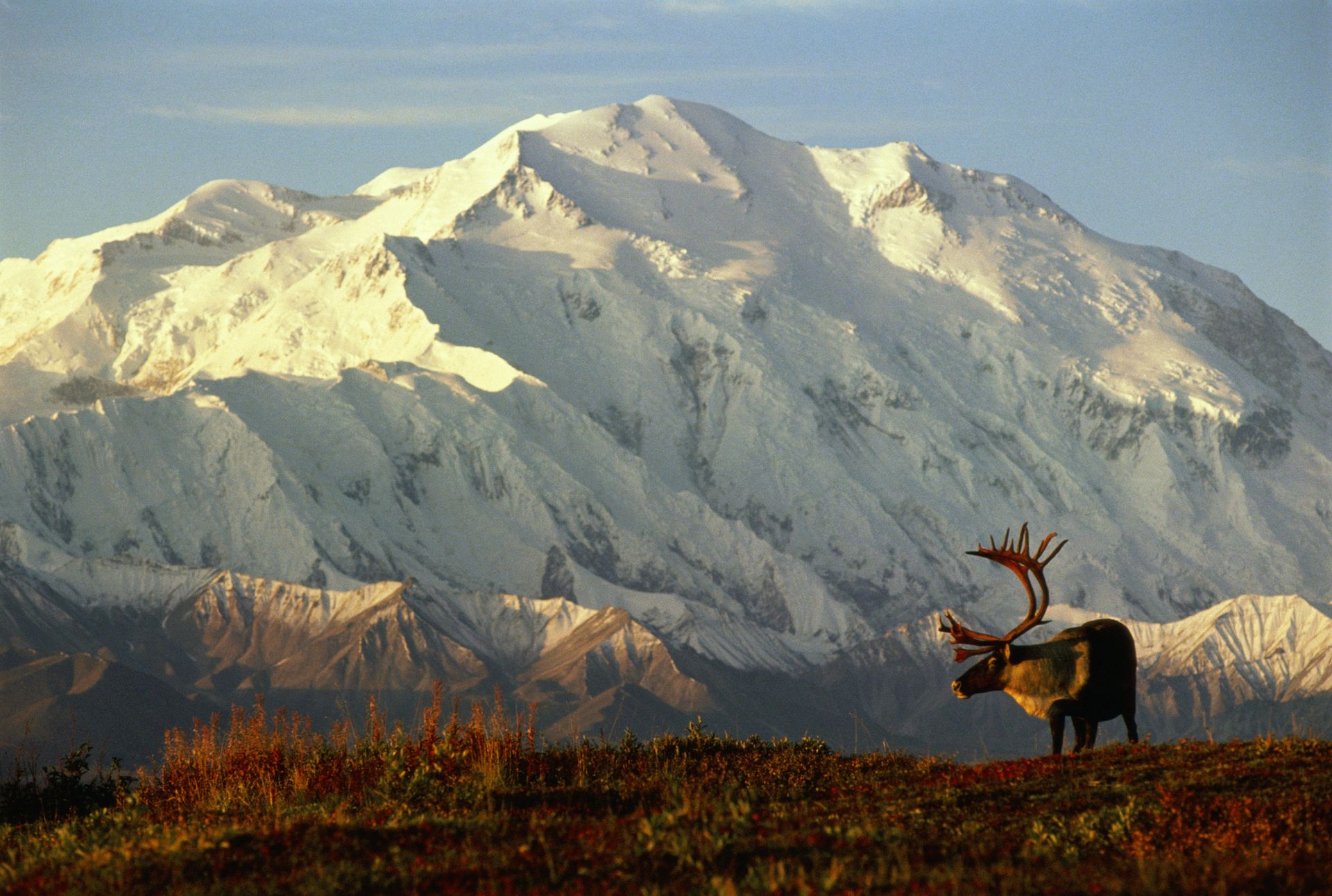 Caribou in front of Mt. McKinley at Denali National Park