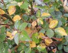 Yellow Rose Bush Leaves
