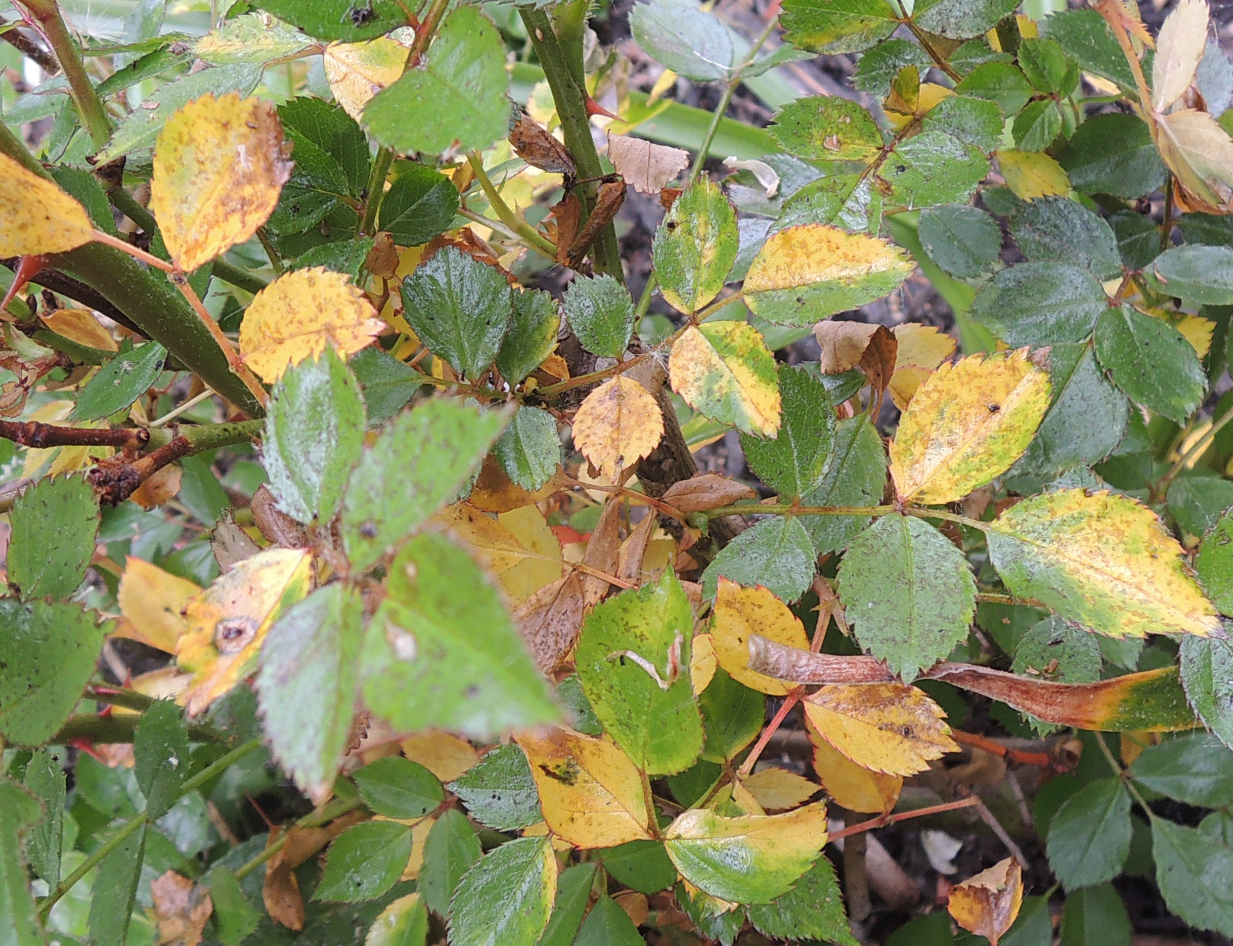 Yellow Leaves on Roses? Common Causes & Fixes | Gardening Know How