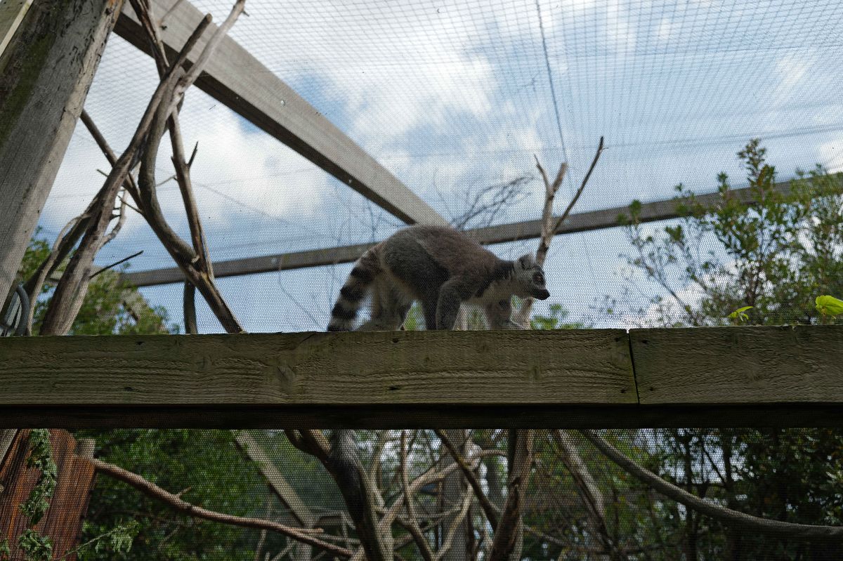 Lemur shot on Leica Q3