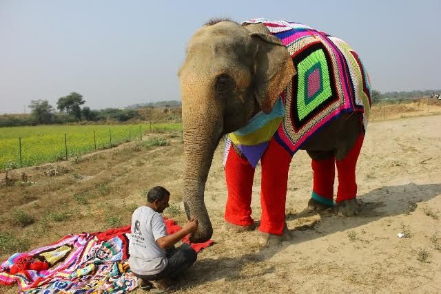 Elephants in sweaters.