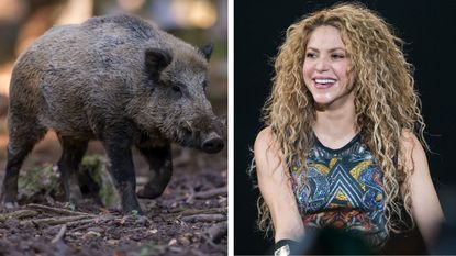 Shakira has a run-in with a wild boar while in Barcelona, Spain.