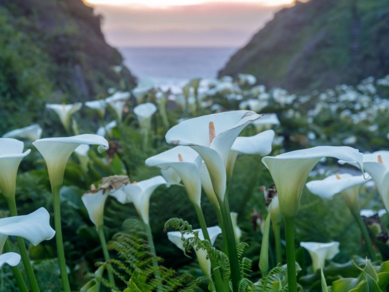 Field Of Calla Lilies