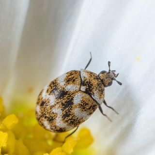 varied carpet beetle