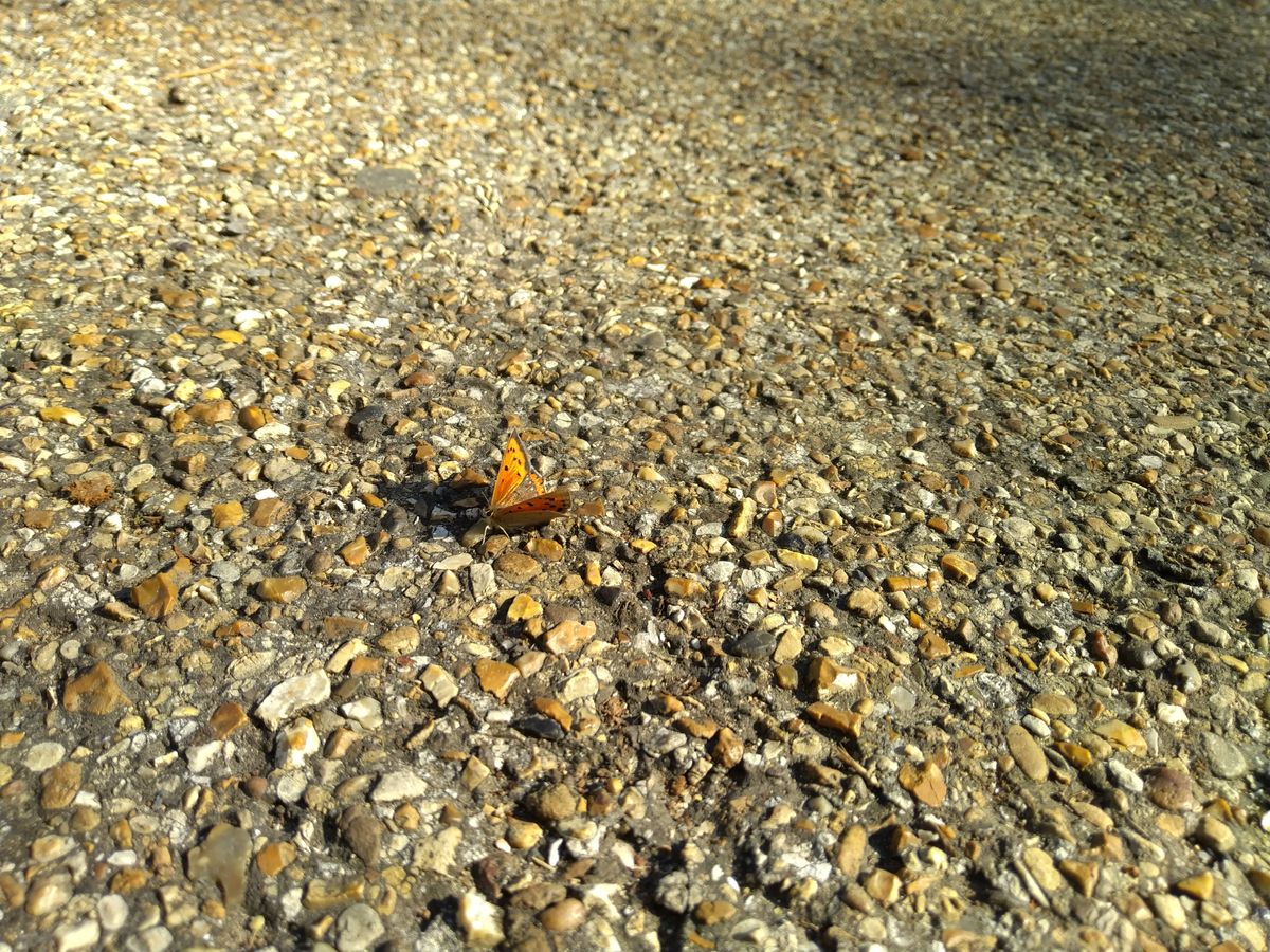 The autofocus doesn&rsquo;t let you get close enough for great macro detail shots.