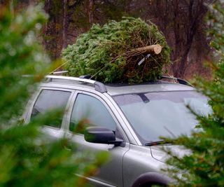 A cut Christmas tree on top of a car