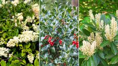 The best fast-growing privacy plants are useful to know. Here are three of these - a privet bush with green leaves and small white flowers, a holly bush with dark green spiky leaves and red berries, and cherry laurel plants with long white flowers