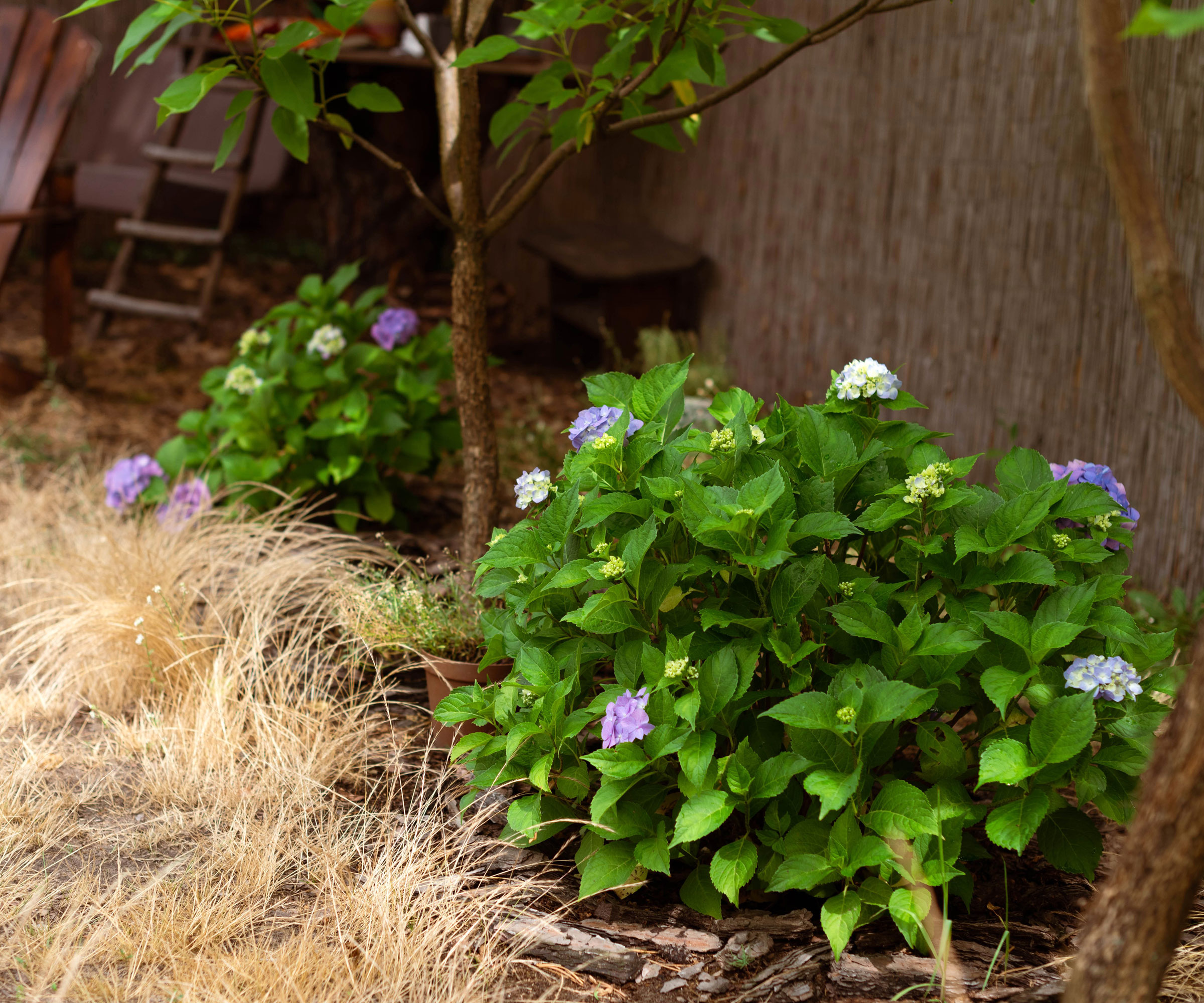 weeds growing near flowering hydrangea in back yard near fence line