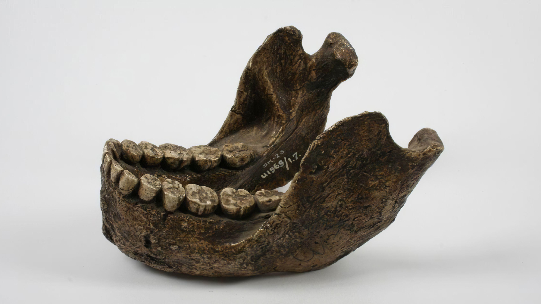 Thick brown-colored jaw of P. robustus