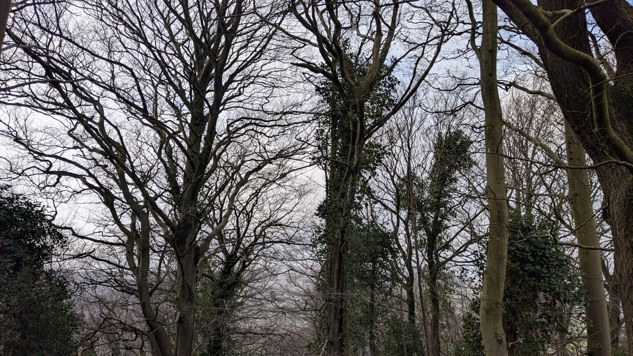 Japanese forest walking