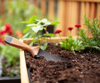 hori hori knife being used in garden