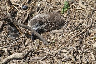 albatross hurt by Japan tsunami