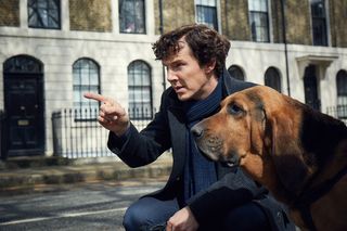 Sherlock and bloodhound