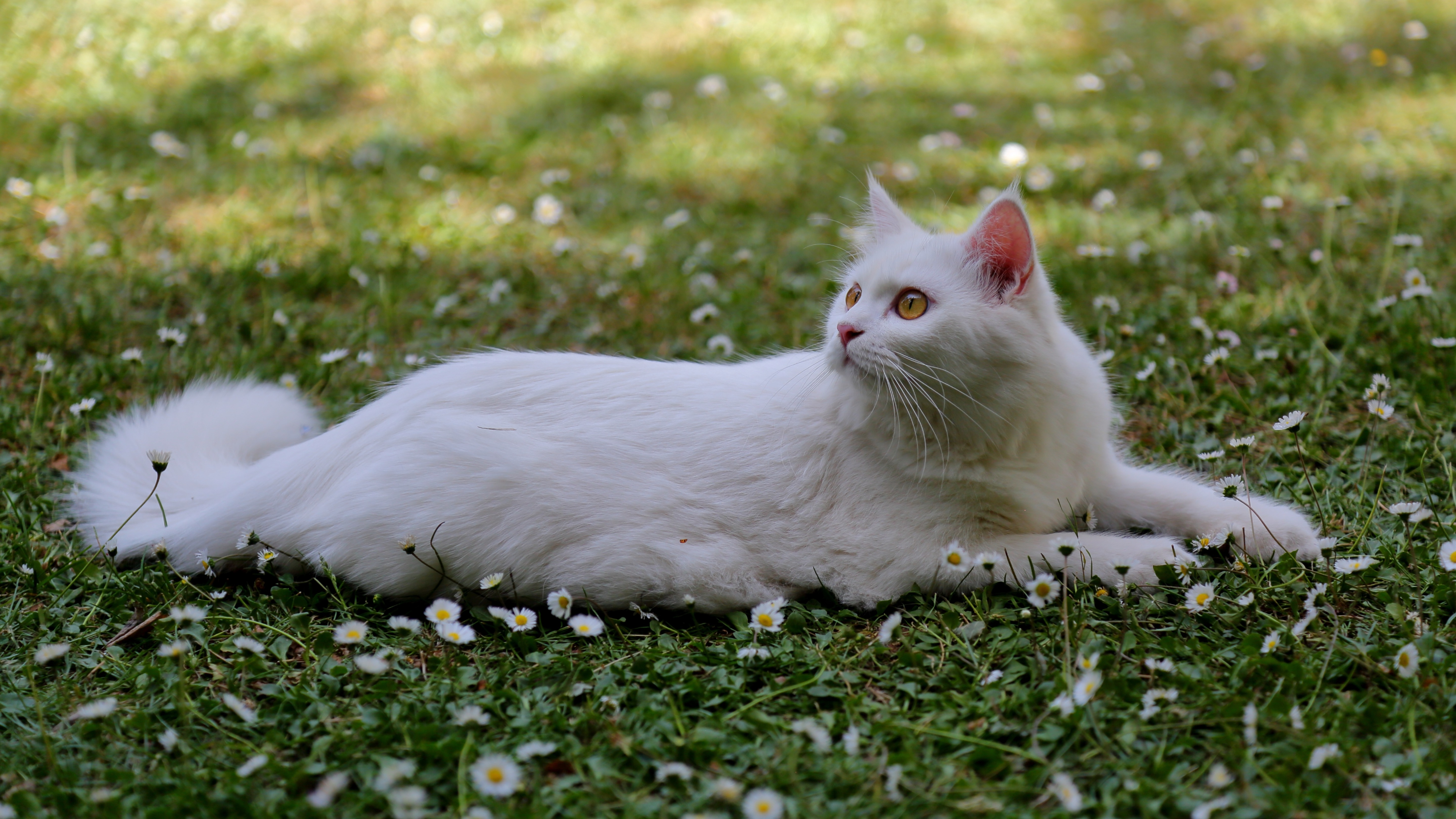 Side view of a Turkish Angora cat lying on lush green daisy flowers