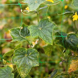 Cucumber plant growing on green string trellis in garden