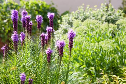 Liatris Blazing Star Plants