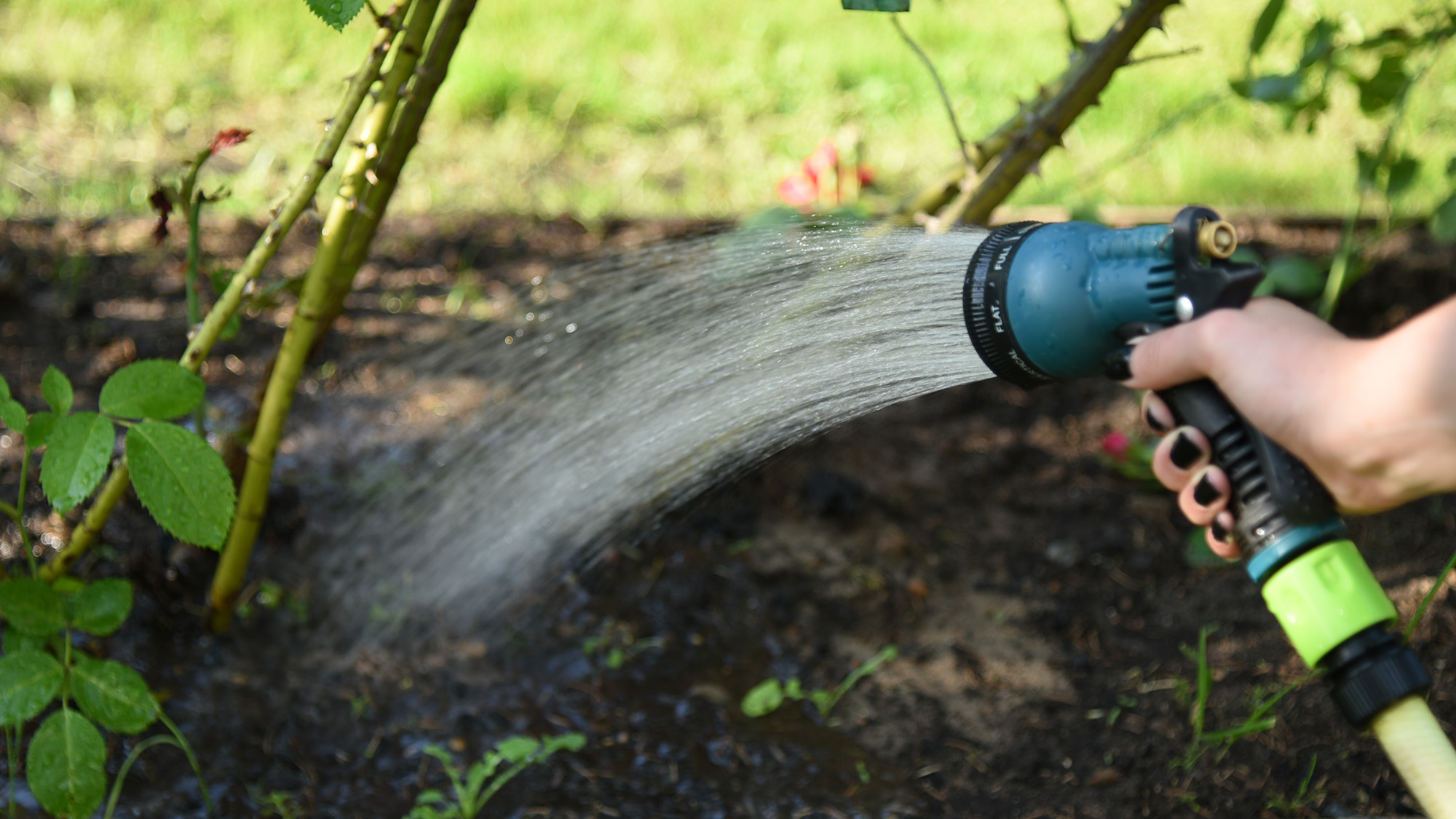 Watering roses with a hose
