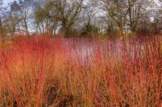 Cornus sanguinea Midwinter fire in the foreground and Rubus cockburnianus at the rear.