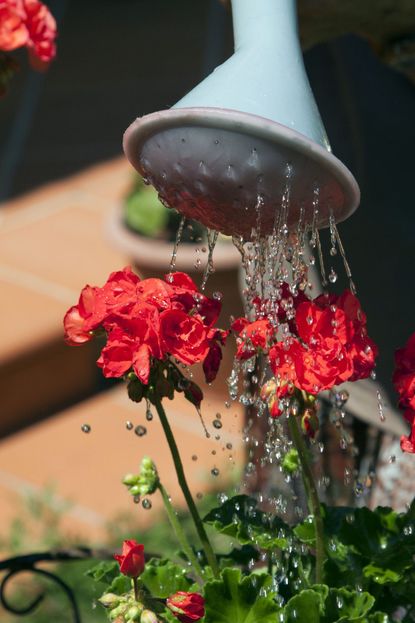 Red Flowers Being Watered