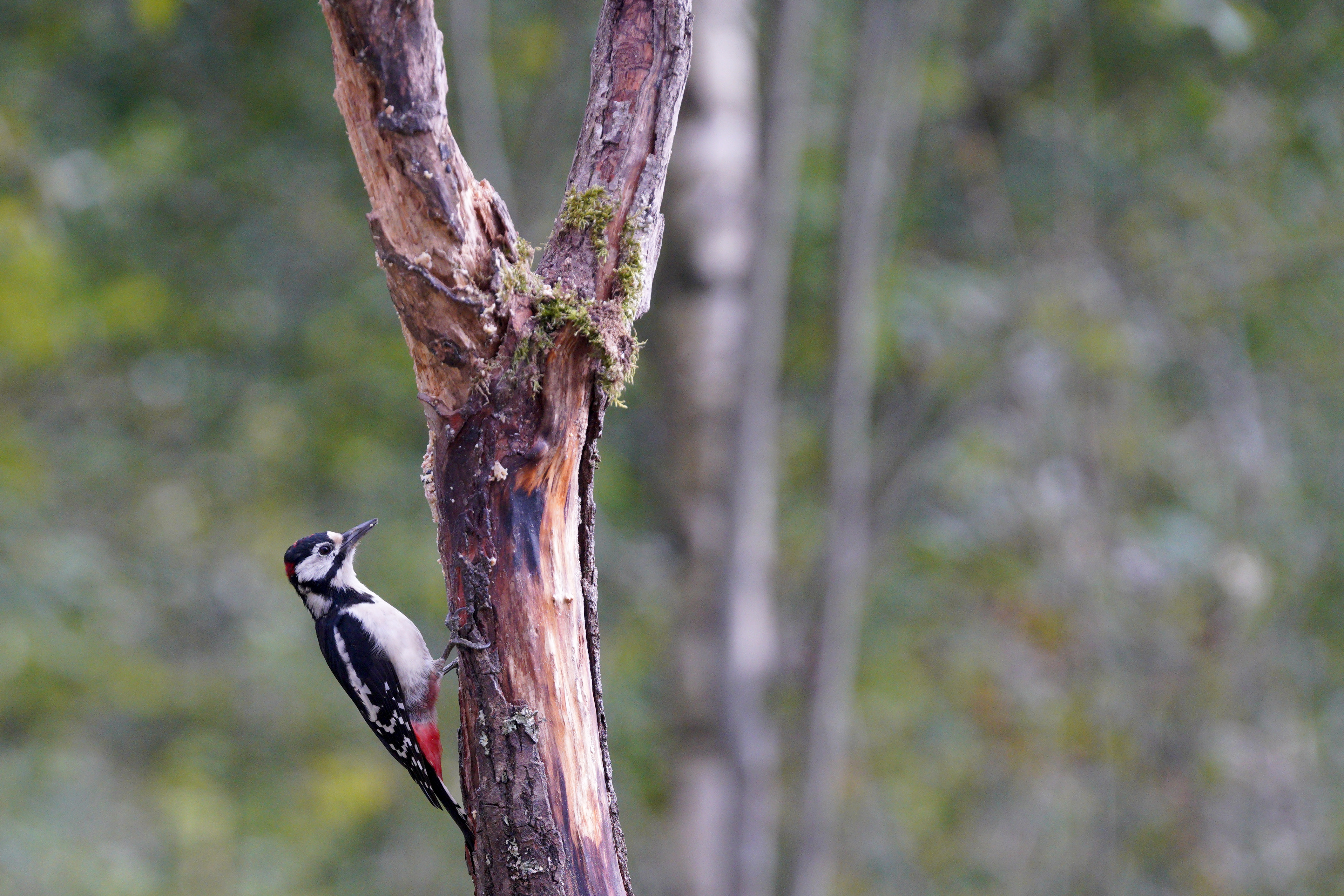 Photograph of a Great Spotted Woodpecker pecking at a tree in Krootuse, southern Estonia