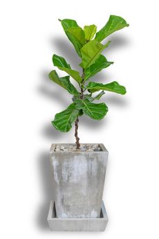 10 Things Nobody Tells You About Fiddle-Leaf Fig Trees - Gardenista