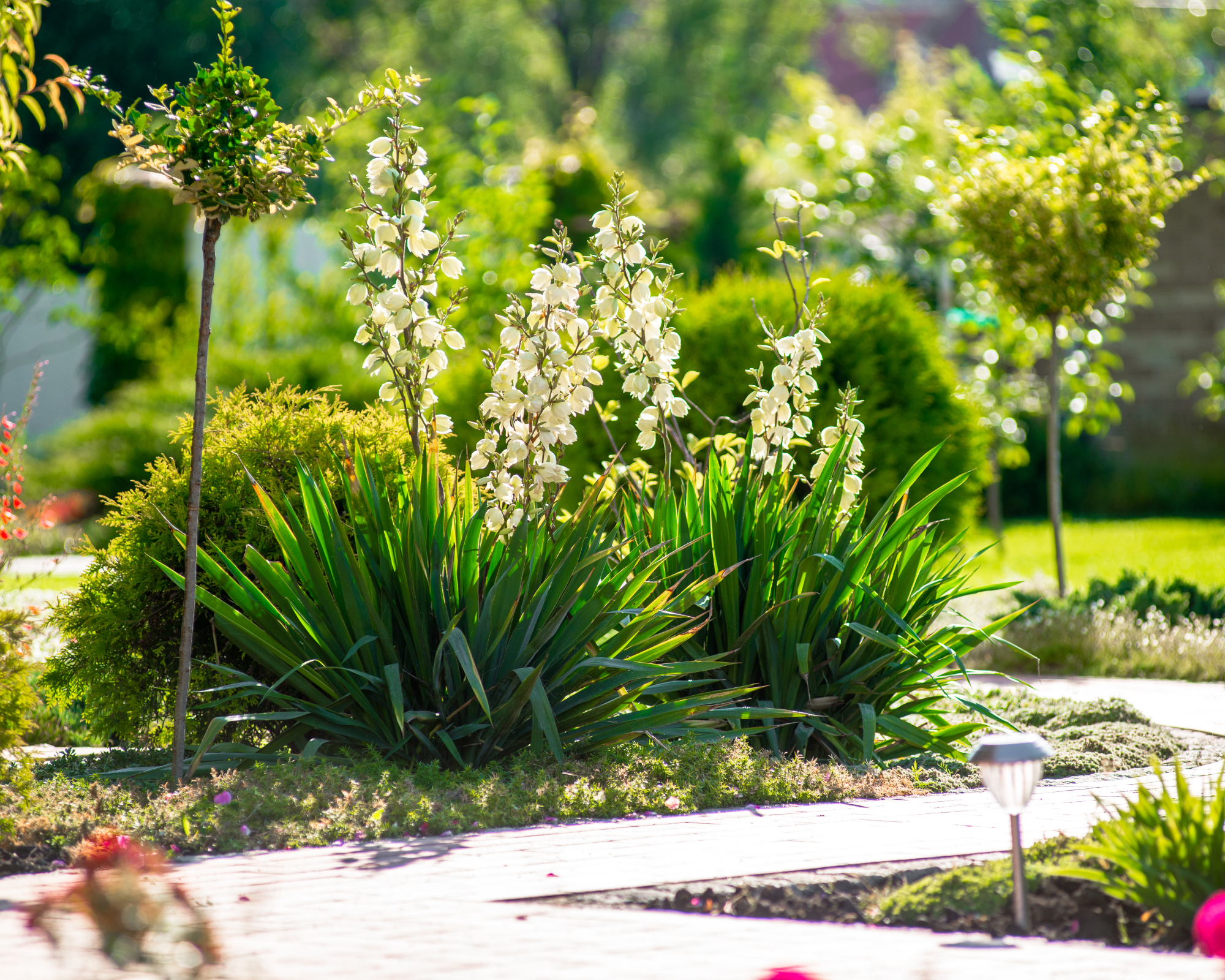garden and path with yucca plants