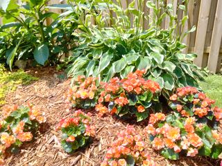 OnePlus Nord N200 5G camera samples