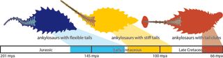 A timeline showing the steps in the evolution of ankylosaur tail clubs.