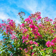 Crape myrtle blooming against a blue sky