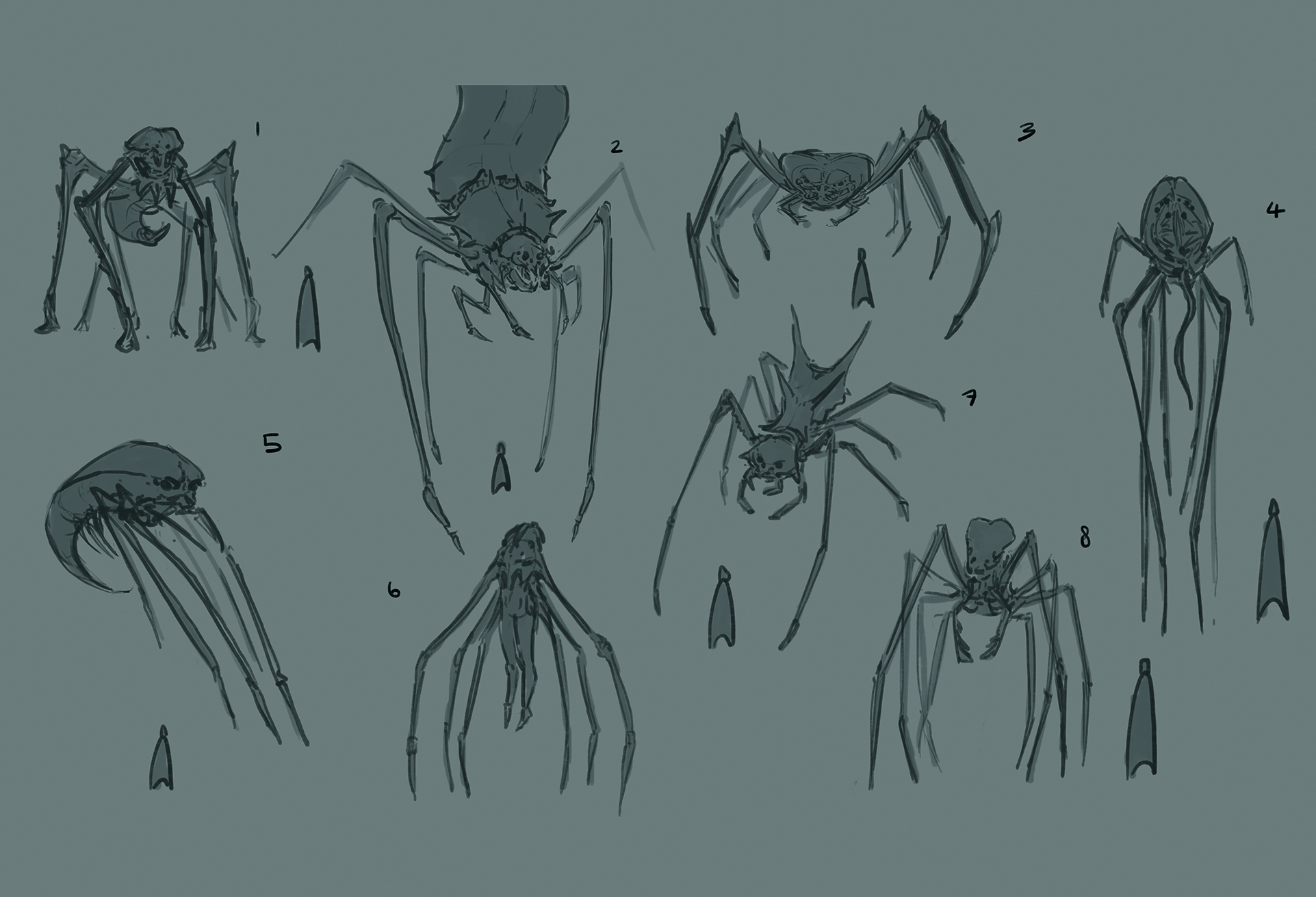 Sketches of a spider
