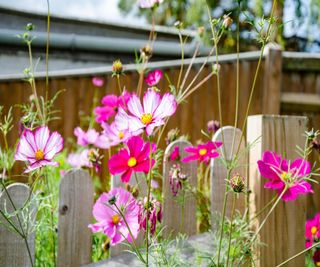 picket fence