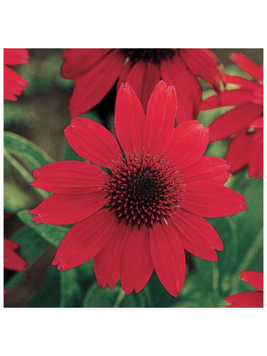 Wayside Gardens, Echinacea Sombrero Salsa Red