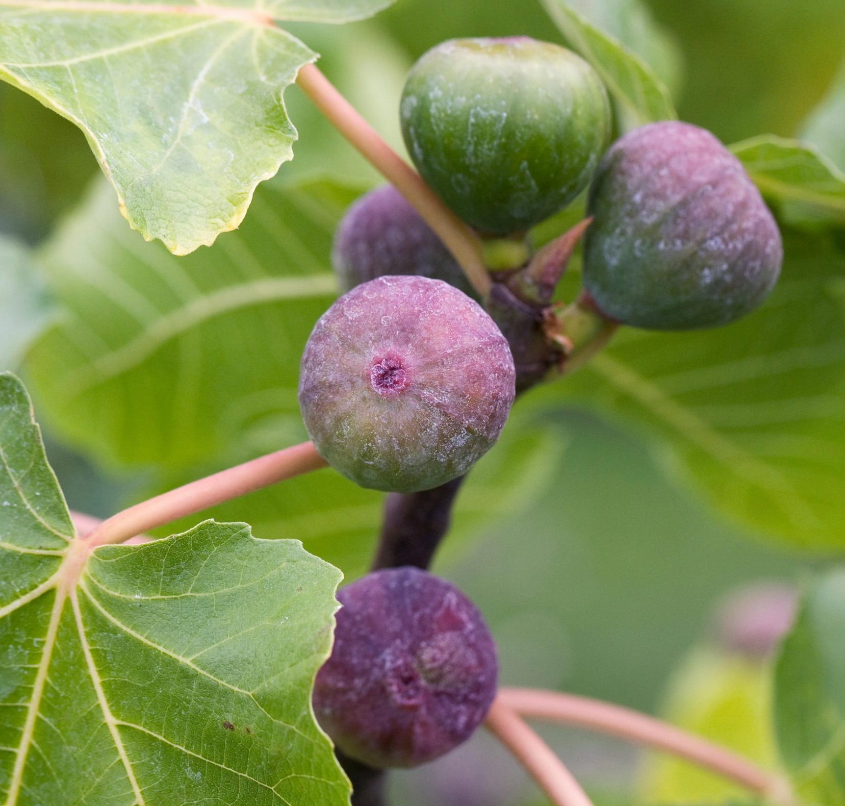 Go fig-ure: Ficus carica ‘Violette Dauphine’ is an excellent variety of fig that benefits from reflected heat when grown against a wall.