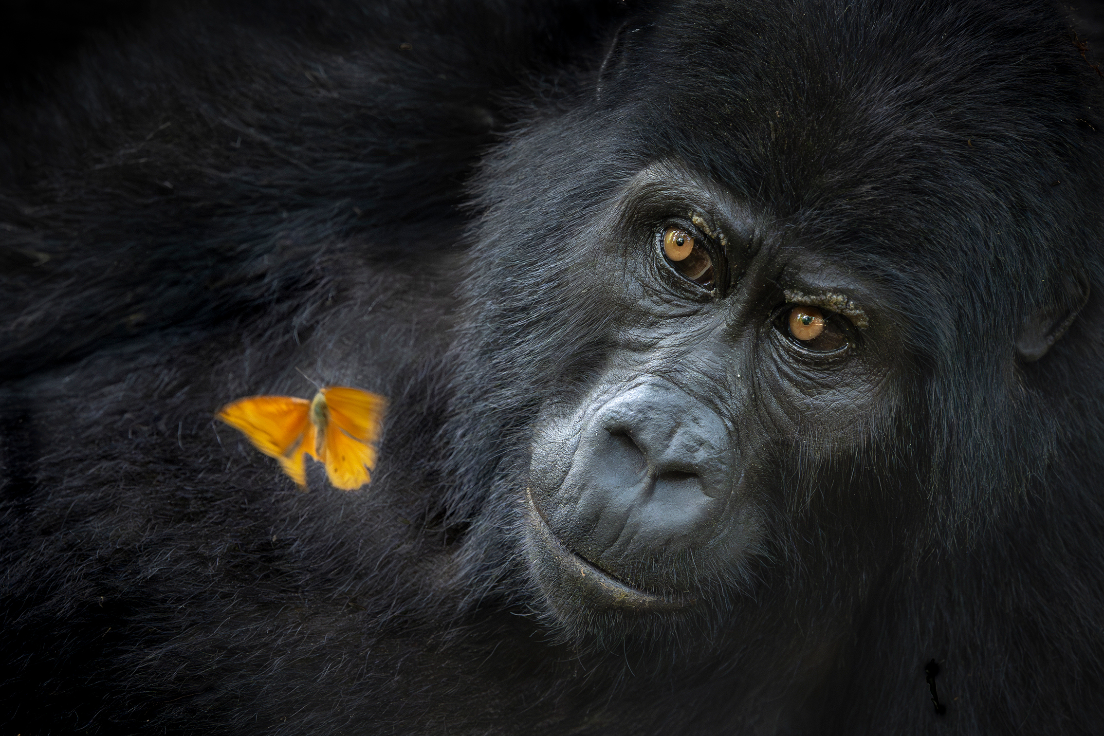 A gentle gorilla with deep, expressive eyes gazes softly as a vibrant orange butterfly rests on its dark fur, conveying a serene connection with nature