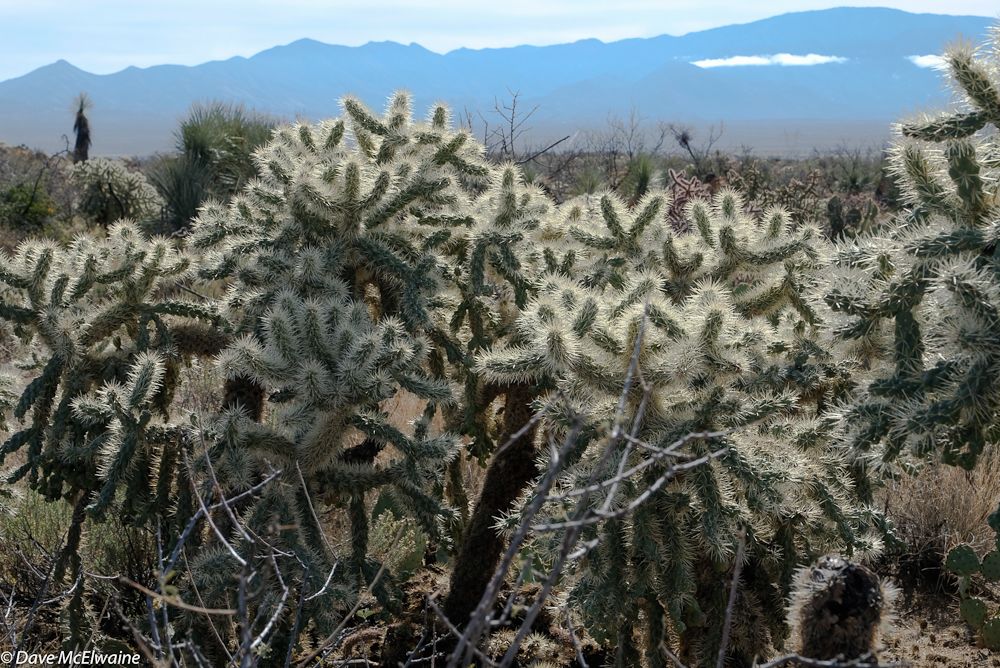 The cholla cactus was everywhere on the course and particularly difficult to avoid at night